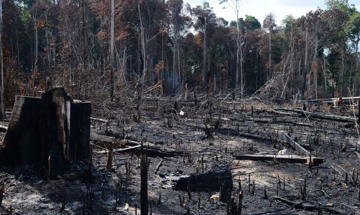 Relat Rio Aponta Aumento Alarmante De Desmatamento No Pantanal