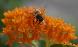 Asclépias tuberosa ou Butterfly Weed (Cat Rooney/Epoch Times)