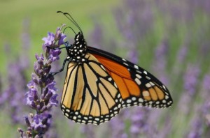 Lavanda (Cat Rooney/Epoch Times)