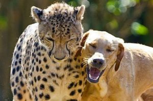 Leopardo Kasi, à esquerda e o cão Mtani, à direita (captura de tela / youtube)