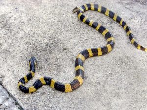 Banded Krait (Wikimedia Commons)