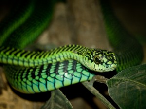 Boomslang (William Warby/Wikimedia Commons)