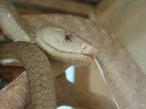 Mamba Negra (Kat Spence/Wikimedia Commons)