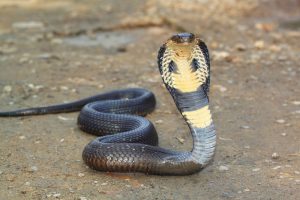 Cobra Real (Shutterstock)