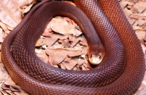 Taipan Costeira (Wikimedia Commons)