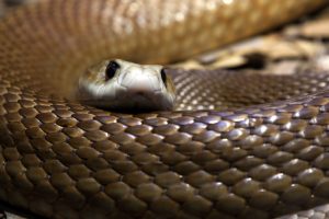 Taipan Ocidental (Shutterstock)