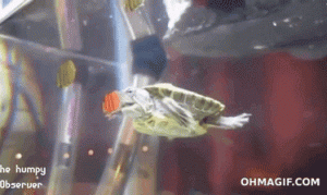 Turtle Fail/giphy.com