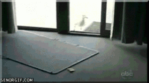 Seagull Fail/giphy.com