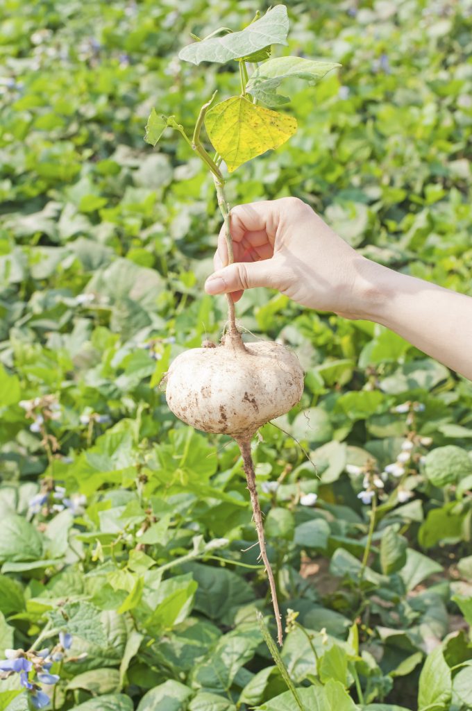 Jicama (yotrak/thinkstock)