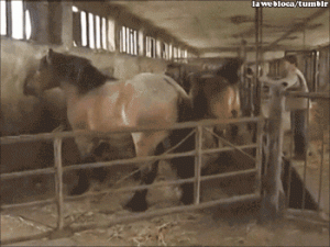 Horse Fail/giphy.com