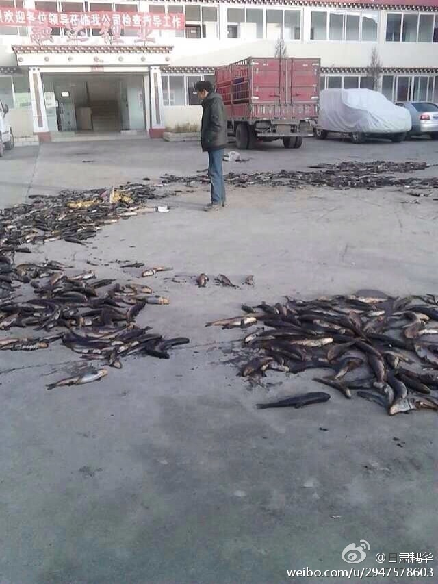 Peixes mortos pela poluição despejada nos rios tibetanos por companhias e operações de mineração chinesas. (Sina Weibo)