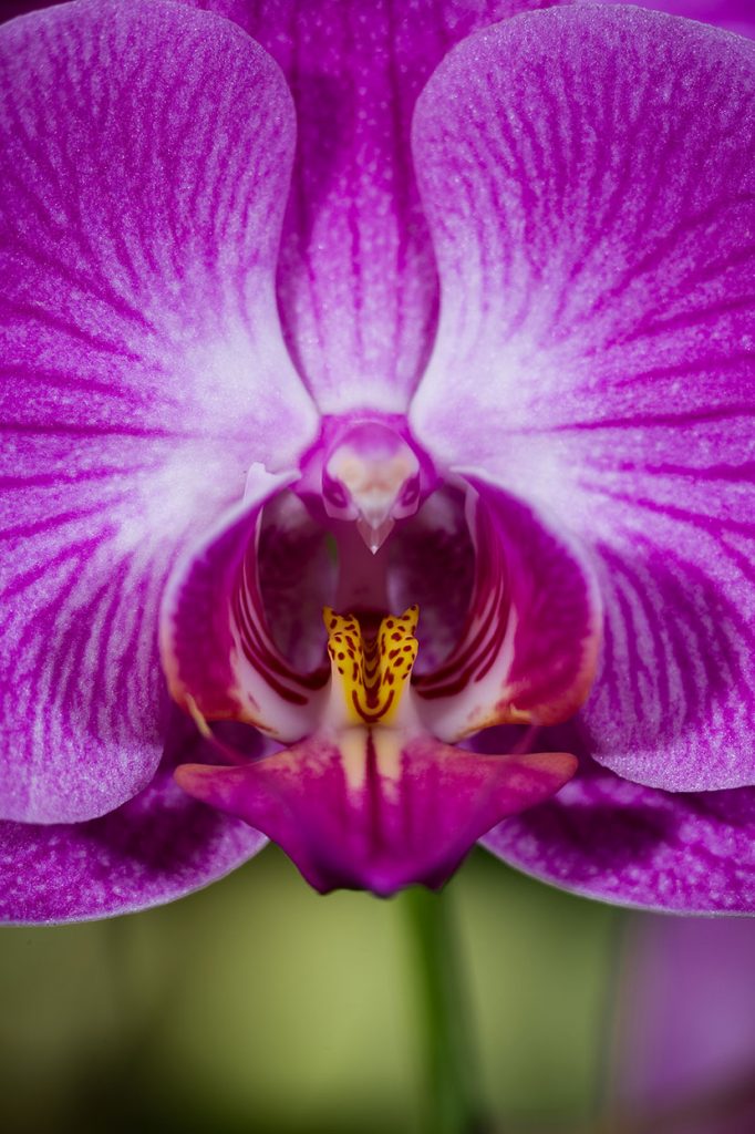 vd-orquidea-5