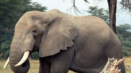 Cao Chong, uma brilhante criança que ensinou como pesar um elefante