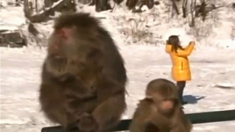 Turistas visitam o Monte Emei para observar os macacos (Reprodução/NTDTV)