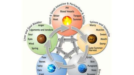Os cinco elementos e o corpo humano