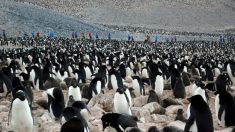 Nadando com os pinguins na Ilha de Paulet na Antártida