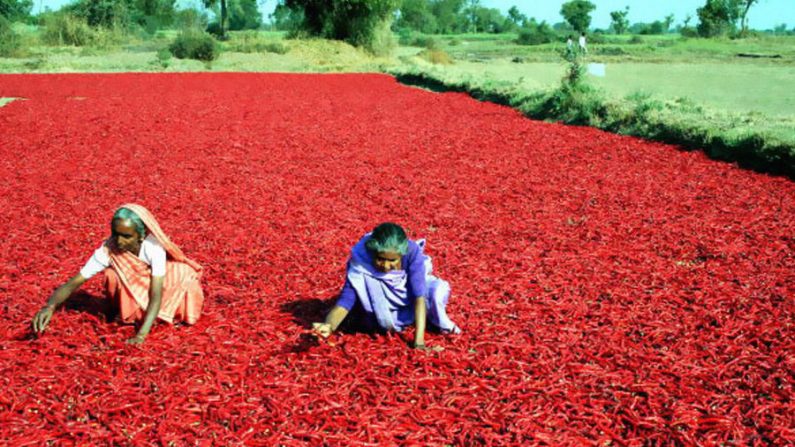 Mulheres indianas espalham pimentas vermelhas para secar na vila de Sertha, nos arredores de Ahmedabad, na Índia (Sam Panthaky/AFP/Getty Images)