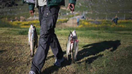 Peixes podem ter respostas para hepatite E