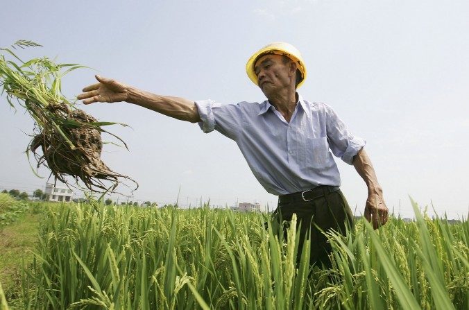 Um agricultor chinês numa plantação de arroz híbrido em Changsha, província de Hunan, China. O Ministério da Agricultura da China tem feito experimentos com arroz transgênico em animais e agora especialistas propõem que as autoridades incentivem a industrialização do arroz geneticamente modificado (Guang Niu/Getty Images)