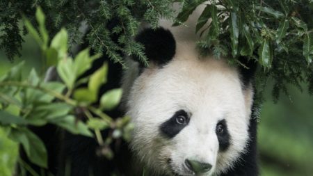 Diplomacia-Panda facilita acordos comerciais do regime chinês