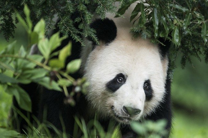 O panda gigante Tian Tian é visto na exibição ‘Panda Gigante’ do Zoológico Nacional Smithsonian em Washington DC. Um novo estudo mostra que os 50 pandas emprestados pelo mundo visavam a construir relacionamentos duradouros e profundos em troca de "acordos de comércio e investimento estrangeiro" (Brendan Smialowski/AFP/Getty Images)