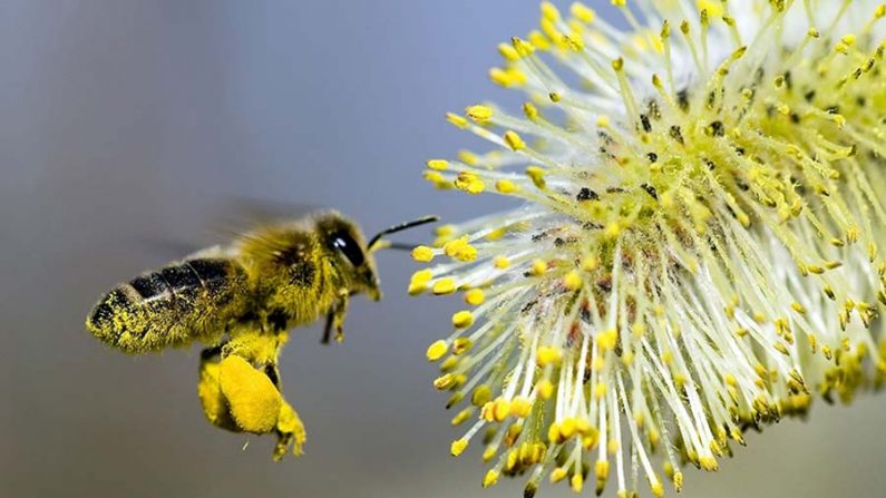     Plantas enganam as abelhas com seus pesticidas (Communichi/Getty Images)