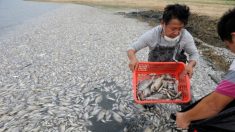 Mais de sete toneladas de peixes mortos em lago no Sul da China