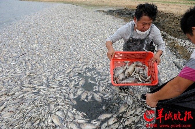 Inúmeros peixes morreram num lago na província de Guangdong em outubro, provavelmente devido à poluição de esgoto e resíduos industriais (Ycwb.com)
