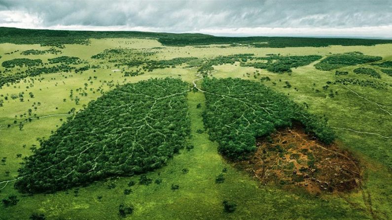 Foto manipulação da campanha do WWF para proteção da Amazônia (Internet)