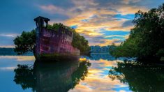 Navio abandonado na Austrália se transforma em bela floresta flutuante