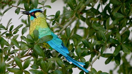 Diana Beltran Herrera, artista transforma papel em aves coloridas