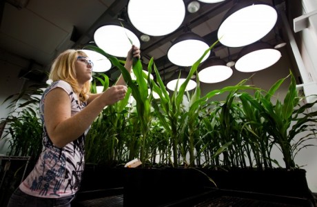 Heidi Windler, uma bióloga e pesquisadora, coleta amostras de milho transgênico na sede de agronegócio da Monsanto em St. Louis, Missouri, EUA (Brent Stirton/Getty Images)