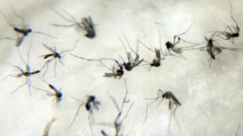 A campanha "10 Minutos Contra a Dengue", do governo estadual, alerta para evitar um alarme neste verão (reprodução)