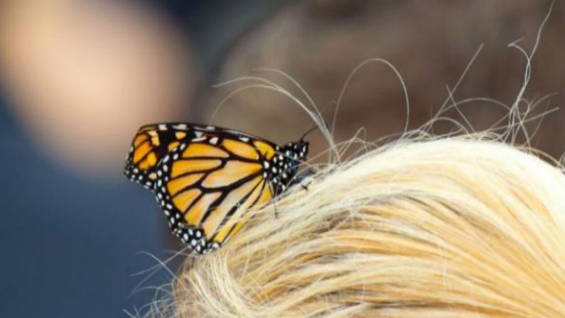  Borboleta Monarca (Marty Melville/AFP/Getty)