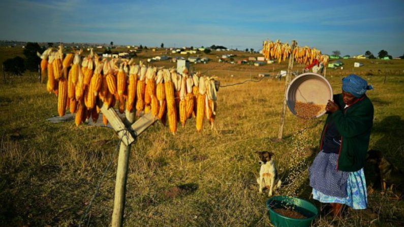 Grande parte do milho na África agora é geneticamente modificado, e as empresas de OGM pretendem continuar com a introdução de OGM no país, que até estão estava relutante (Carl de Souza/AFP/Getty Images)