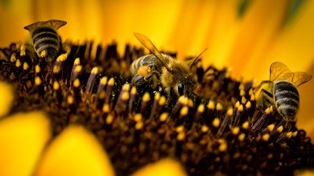 Conheça 6 plantas que atraem polinizadores