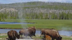 Yellowstone, lugar onde a natureza não economizou beleza