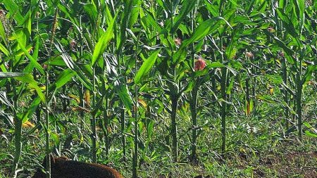 Ambientalismo ameaça a saúde dos brasileiros, a fauna, flora, cultivos e cultura do país