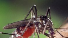 Brasil registra recorde de mortes por dengue no primeiro semestre de 2024 