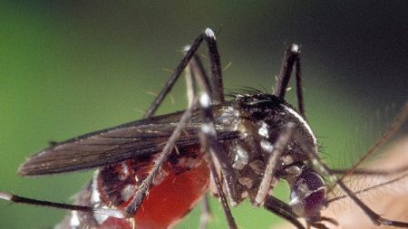 Brasil registra recorde de mortes por dengue no primeiro semestre de 2024 