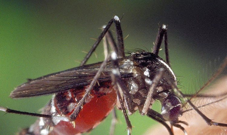 A dengue, transmitida pelo mosquito Aedes aegypti, ultrapassou 1,5 milhão de casos em 2013, três vezes mais do que em 2012! Código Florestal cria grandes espaços para sua multiplicação! (Imagem da internet)