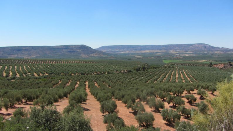 Bosque de oliveiras no norte de Israel. O país tem 100 anos de experiência em resolver problemas agrícolas, tais como o calor e a seca, e também é conhecido por sua tecnologia de ponta (imagem da internet)