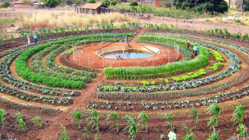 Diferentes culturas agrícolas e animais são cultivados ao redor de um reservatório de água, que é a base essencial do sistema  (Cortesia/Notícias de Rolândia)