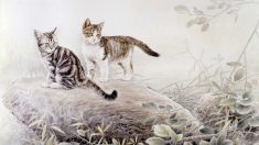 Veja belas pinturas de gatos feitas por Xing Chengai