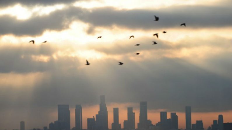 Os pássaros voam ao amanhecer sobre o centro de Los Angeles (Frederic J. Brown / AFP / Getty Images)