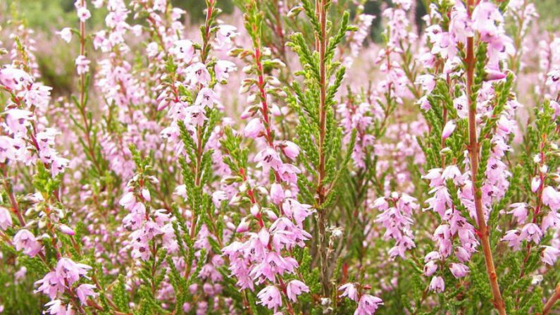 As essências extraídas de flores são capazes de sanar diversos distúrbios emocionais e psicológicos (Wikimedia Commons)