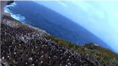 Pássaro rouba câmera e grava vídeo impressionante de pinguins