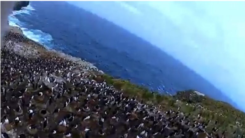 Foto da colônia de pinguins tirada por câmera roubada por um pássaro selvagem (Captura de tela)