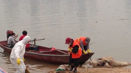 Porcos são novamente encontrados mortos em rio na China