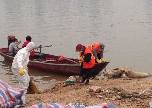 Funcionários do departamento de proteção ambiental tentam remover a carcaça de porcos mortos no rio Ganjiang na província de Jiangxi, uma cena que relembra incidentes similares no ano passado em Shanghai (Weibo.com)